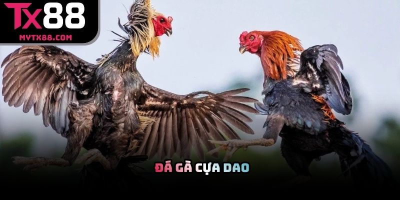 Đá gà cựa dao