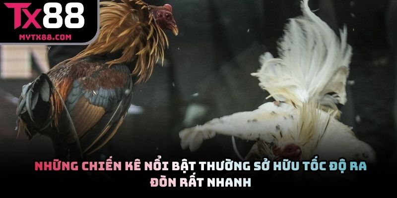 Những chiến kê nổi bật thường sở hữu tốc độ ra đòn rất nhanh