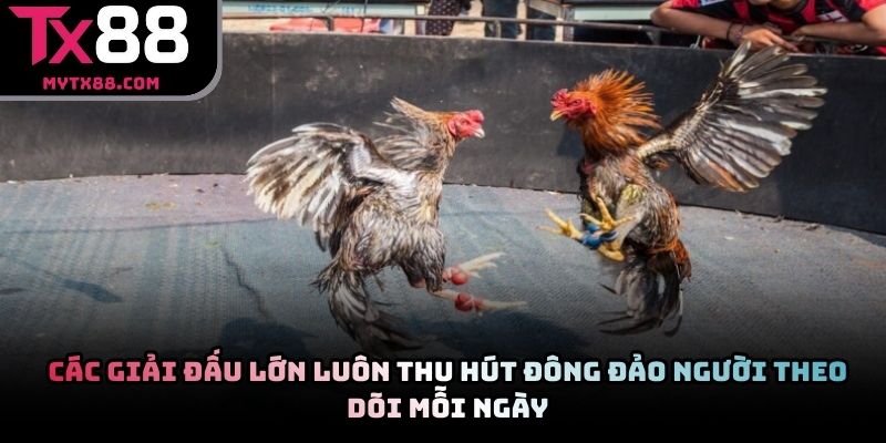 Các giải đấu lớn luôn thu hút đông đảo người theo dõi mỗi ngày