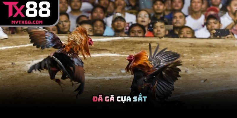 Đá gà cựa sắt