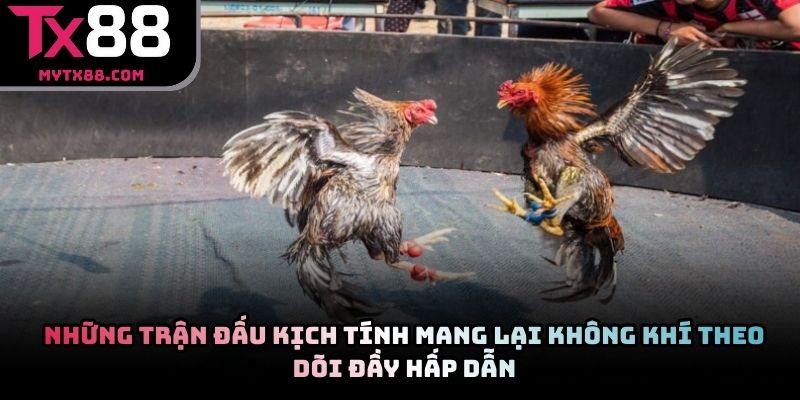 Những trận đấu kịch tính mang lại không khí theo dõi đầy hấp dẫn