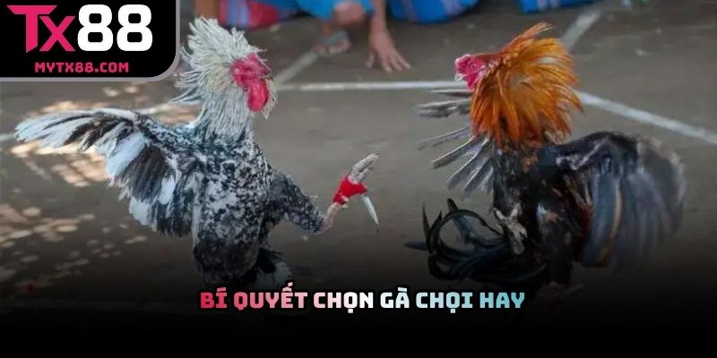 Bí quyết chọn gà chọi hay