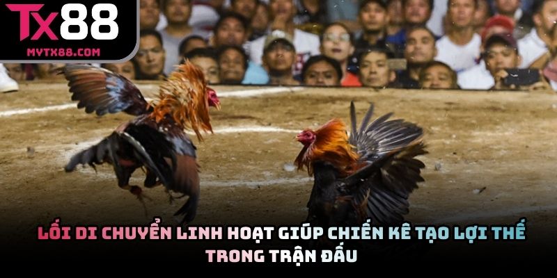 Lối di chuyển linh hoạt giúp chiến kê tạo lợi thế trong trận đấu