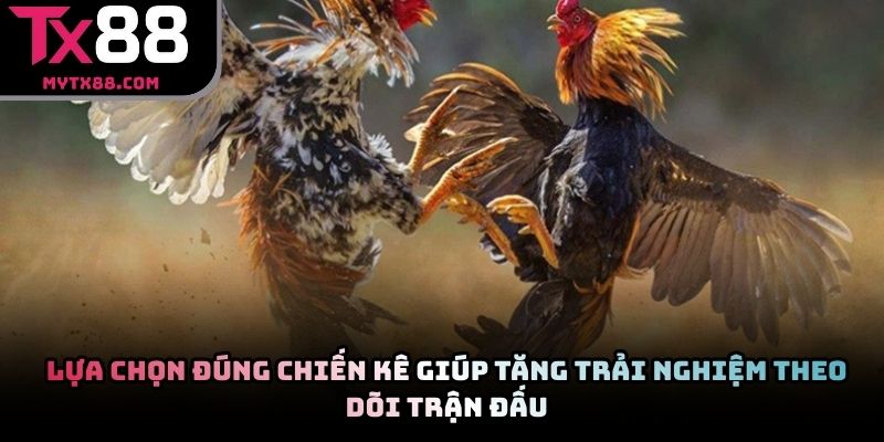 Lựa chọn đúng chiến kê giúp tăng trải nghiệm theo dõi trận đấu