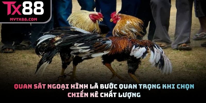Quan sát ngoại hình là bước quan trọng khi chọn chiến kê chất lượng