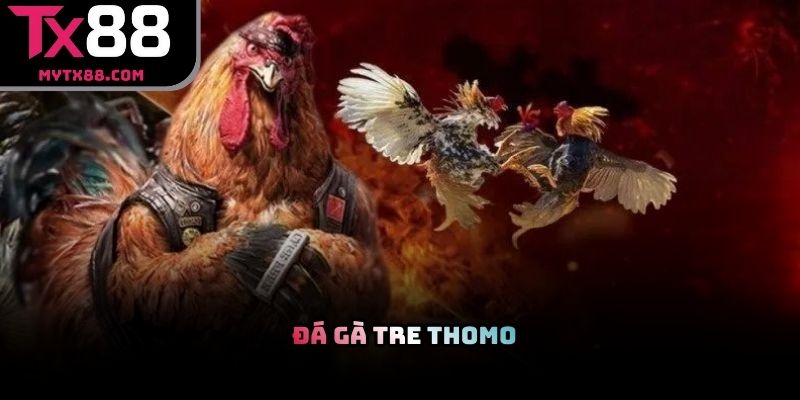 Đá gà tre Thomo